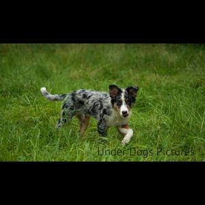 Australian Shepherd