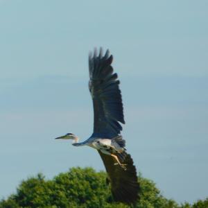 Grey Heron