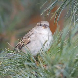 House Sparrow