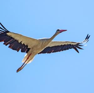 White Stork