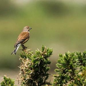 Eurasian Linnet