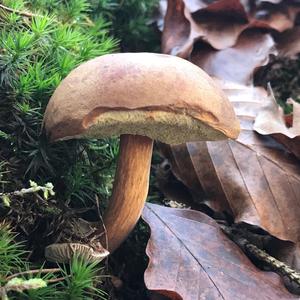 Bay Bolete