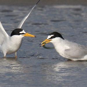 Little Tern