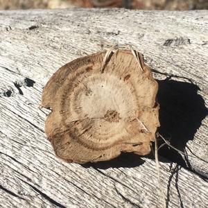 Funnel Polypore