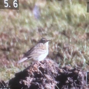 Meadow Pipit