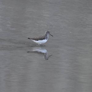 Waldwasserläufer