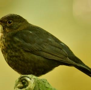 Eurasian Blackbird