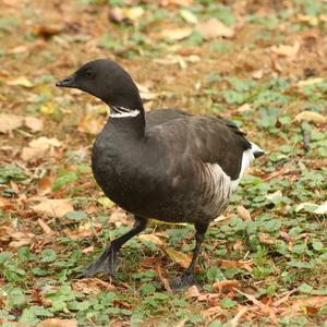 Brent Goose