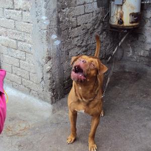 Dogue de Bordeaux