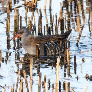 Water Rail