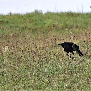 Carrion Crow