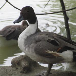 Northern Pintail