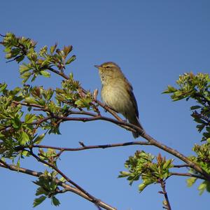 Common Chiffchaff