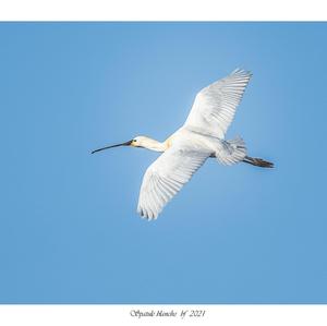 Eurasian Spoonbill