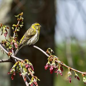 Eurasian Siskin