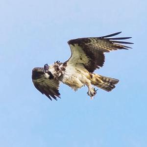 Osprey