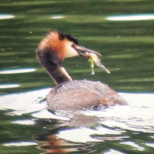 Great Crested Grebe