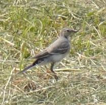 White Wagtail