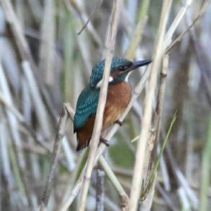 Common Kingfisher