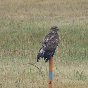 Common Buzzard