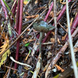 Bluing Psilocybe