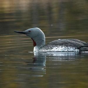 Red-throated Loon