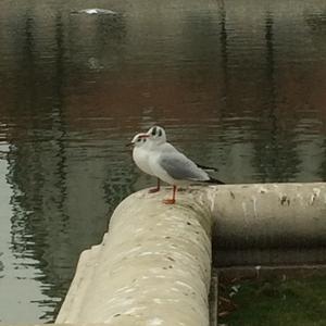 Black-headed Gull