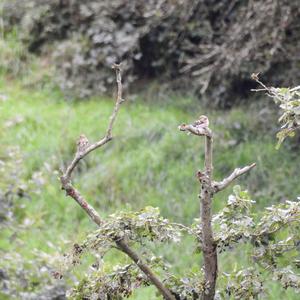 Eurasian Chaffinch