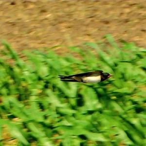 Barn Swallow