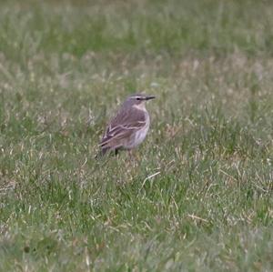 Water Pipit