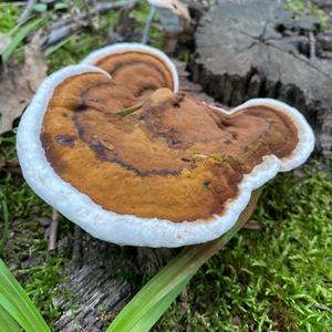 Artist`s Fungus