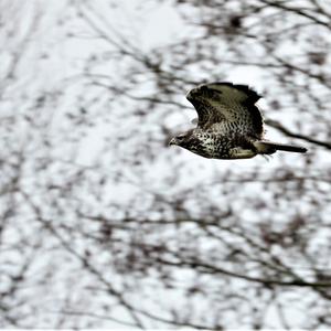 Common Buzzard