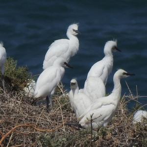 Little Egret