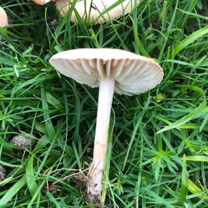 Fairy Ring Mushroom