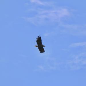 Golden Eagle