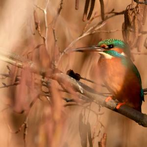 Eisvogel