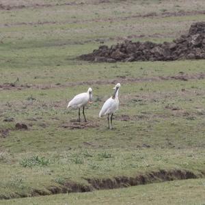 Eurasian Spoonbill