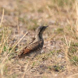 Eurasian Wryneck