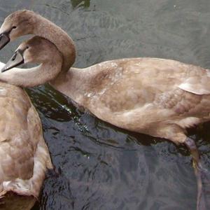 Mute Swan