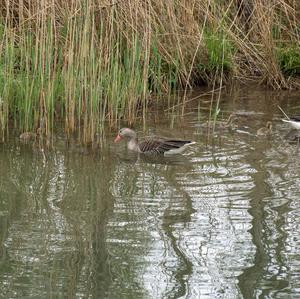 Greylag Goose