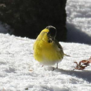 Eurasian Siskin