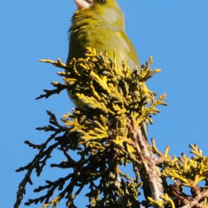 European Greenfinch