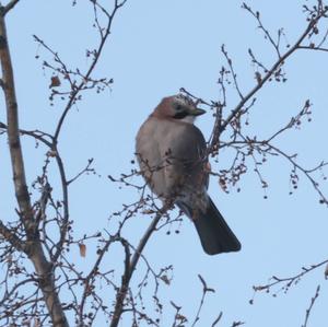 Eurasian Jay