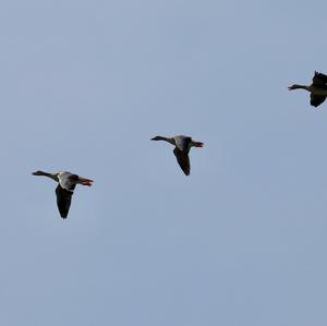 Greylag Goose