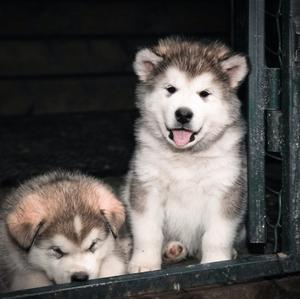 Alaskan Malamute