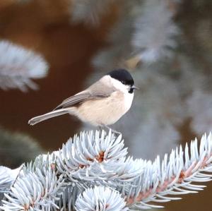 Willow Tit