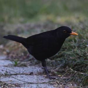 Eurasian Blackbird