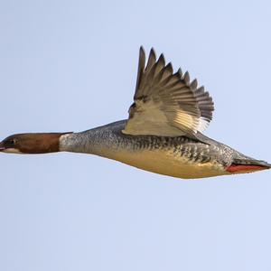 Common Merganser