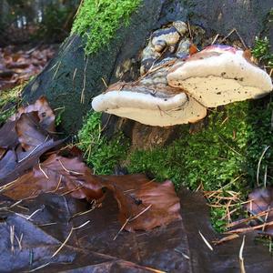 Tinder Polypore