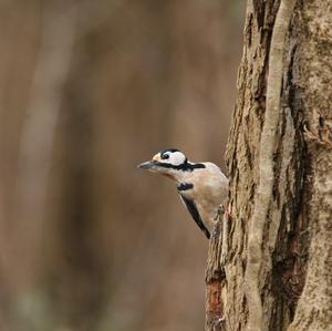 Great Spotted Woodpecker